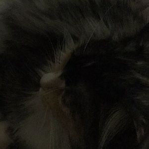 Meet your Posher, Rhinna